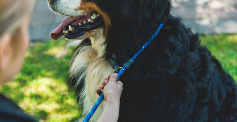 Ruffwear Just-A-Cinch Dog Lead-Assorted Colours